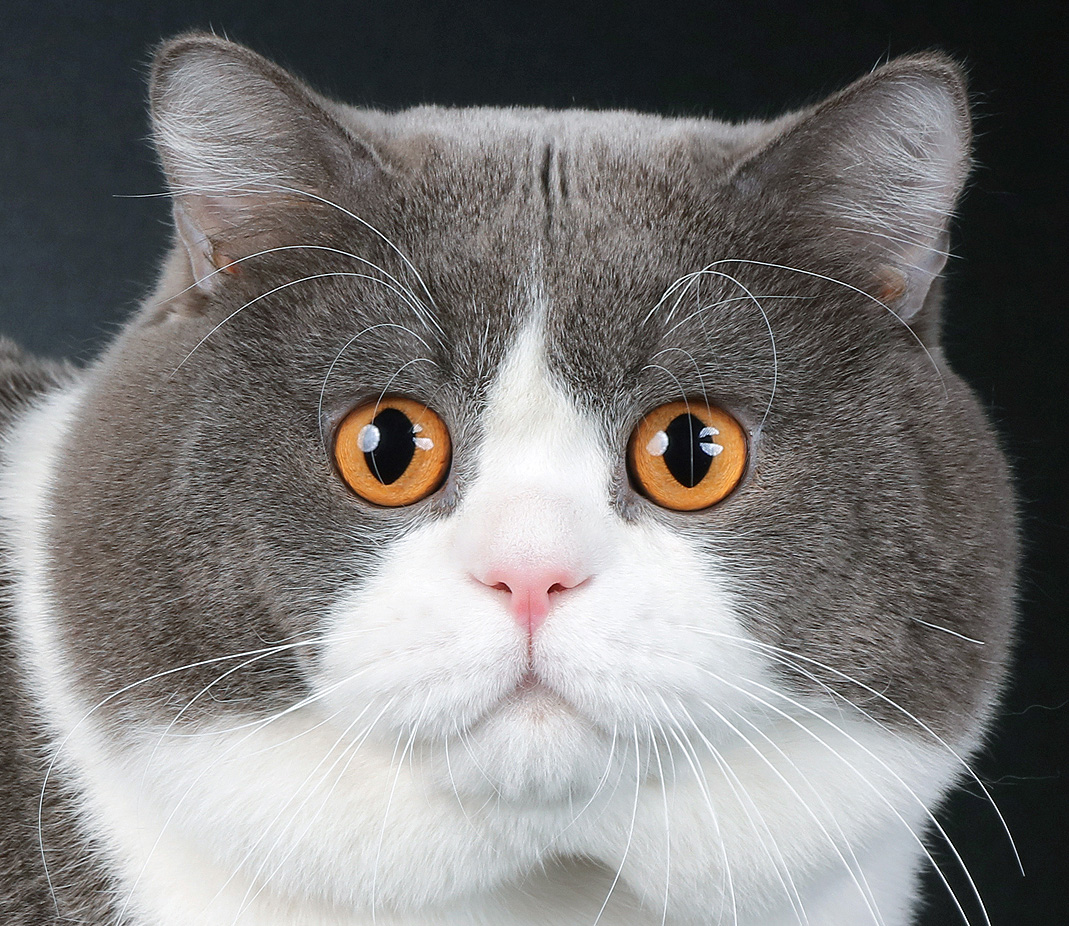 British Shorthair Bicolor