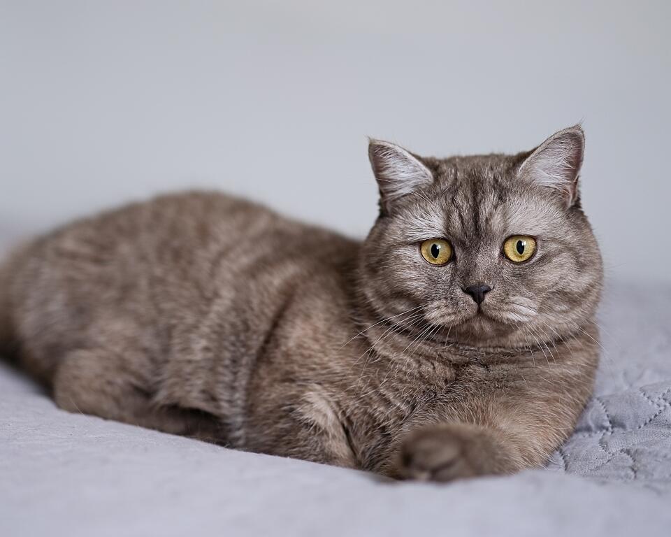British Shorthair Smoke
