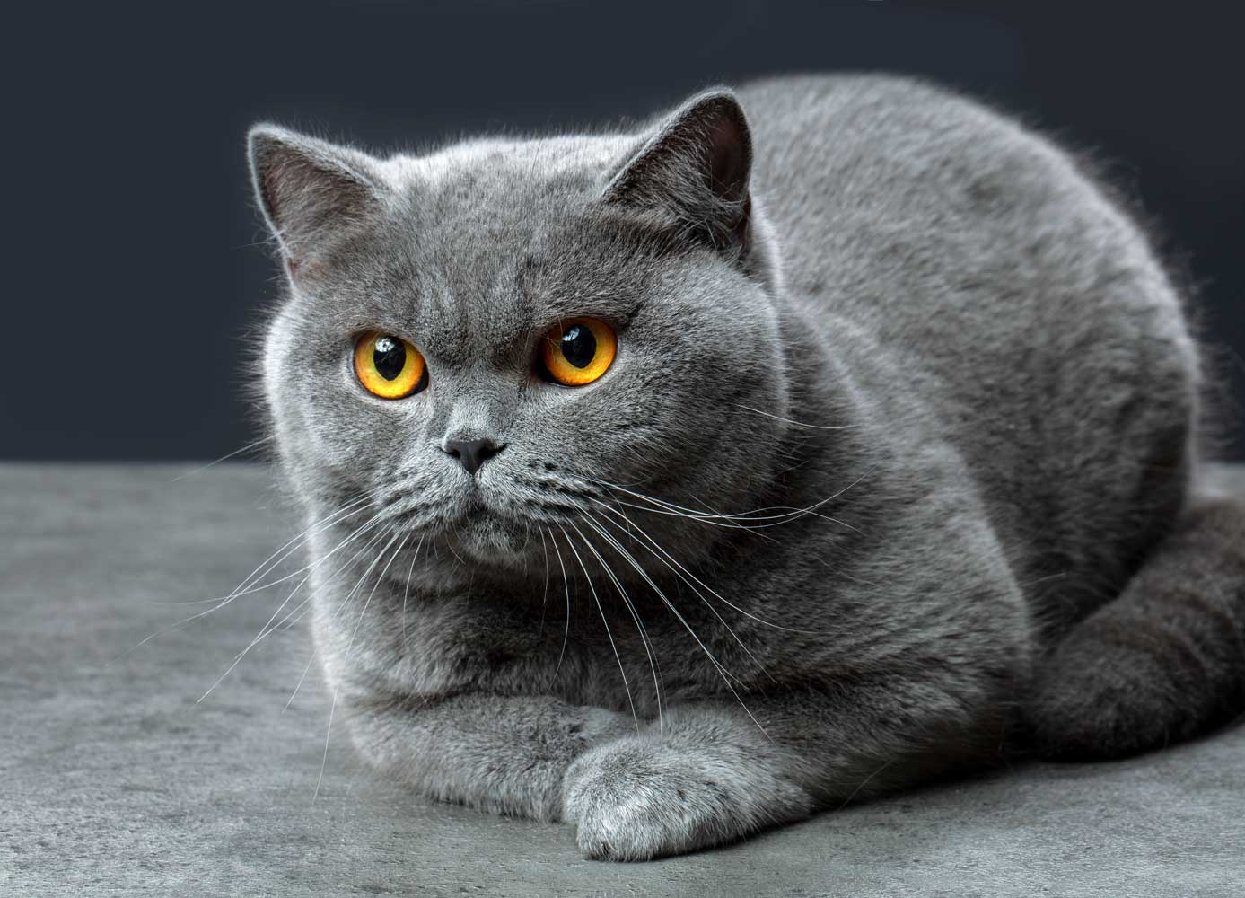 British Shorthair Solid Colors