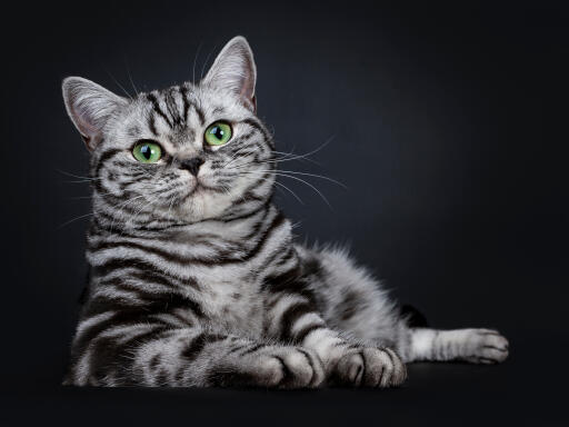 British Shorthair Tabby